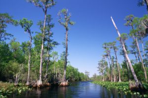 Georgia swamp